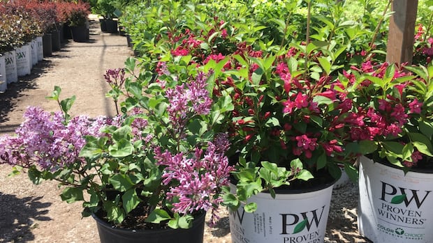 pei.-gardeners,-take-note:-your-plant-hardiness-zone-may-have-changed