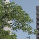 8-ottawa-neighbourhoods-urgently-need-more-trees.-here’s-where-they-are