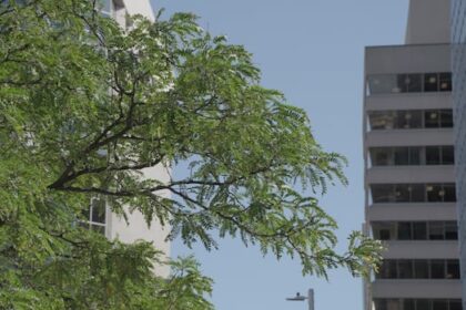 8-ottawa-neighbourhoods-urgently-need-more-trees.-here’s-where-they-are