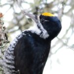 record-nb.-wildfires-alter-forest-ecosystems,-creating-winners-and-losers-among-birds
