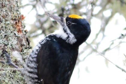 record-nb.-wildfires-alter-forest-ecosystems,-creating-winners-and-losers-among-birds