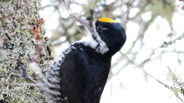 record-nb.-wildfires-alter-forest-ecosystems,-creating-winners-and-losers-among-birds