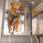 canine-cardio?-how-a-mobile-dog-gym-keeps-your-pup-healthy