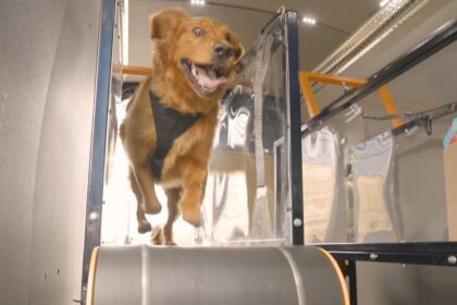 canine-cardio?-how-a-mobile-dog-gym-keeps-your-pup-healthy
