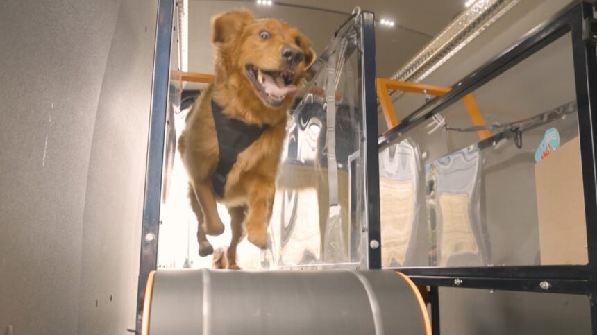 canine-cardio?-how-a-mobile-dog-gym-keeps-your-pup-healthy