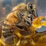 thousands-of-‘robber-bees’-invade-bc.-apiarist’s-shop-in-attempted-honey-heist