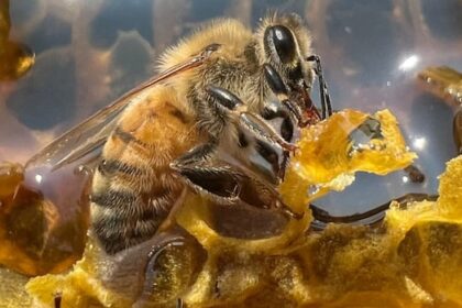 thousands-of-‘robber-bees’-invade-bc.-apiarist’s-shop-in-attempted-honey-heist