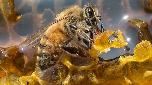 thousands-of-‘robber-bees’-invade-bc.-apiarist’s-shop-in-attempted-honey-heist