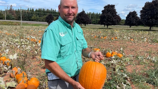 ‘if-we-don’t-get-rain,-we-won’t-have-a-harvest’:-pei.-pumpkin-farmers-worry-as-fall-nears