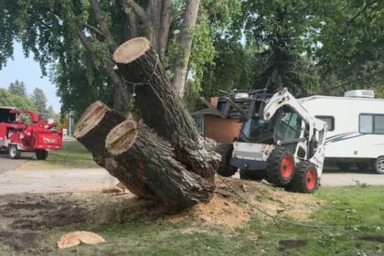 crews-take-down-sask.’s-widest-tree-in-saskatoon’s-montgomery-place-neighbourhood