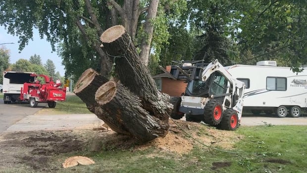 crews-take-down-sask.’s-widest-tree-in-saskatoon’s-montgomery-place-neighbourhood