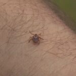 wildfire,-drought-may-be-taking-toll-on-ns.-ticks