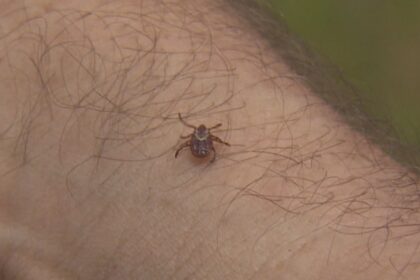 wildfire,-drought-may-be-taking-toll-on-ns.-ticks