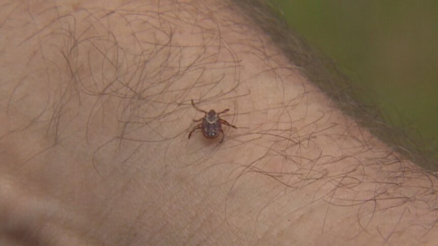 wildfire,-drought-may-be-taking-toll-on-ns.-ticks