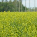 just-‘digging-the-hole-deeper’:-sask.-canola-growers-question-tariff-response