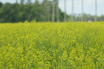 just-‘digging-the-hole-deeper’:-sask.-canola-growers-question-tariff-response