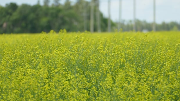 just-‘digging-the-hole-deeper’:-sask.-canola-growers-question-tariff-response