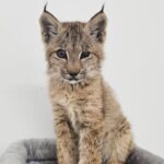 manitoba-animal-hospital-caring-for-baby-lynx-after-mom-killed-in-dog-attack