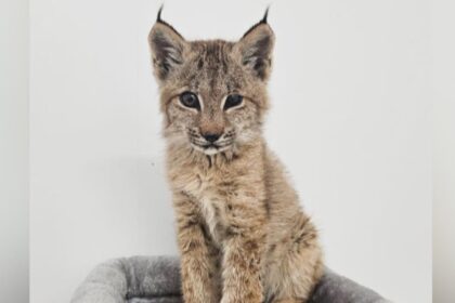 manitoba-animal-hospital-caring-for-baby-lynx-after-mom-killed-in-dog-attack