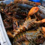 ns.-lobster-industry-taking-a-big-hit-this-year