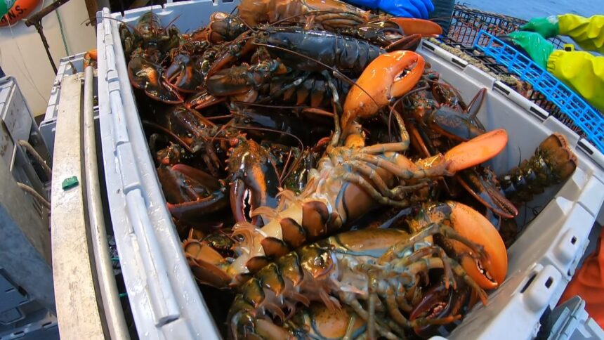ns.-lobster-industry-taking-a-big-hit-this-year