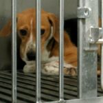 federal-government-adopts-new-strategy-to-reduce-animal-testing