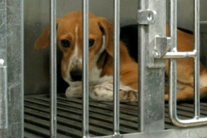 federal-government-adopts-new-strategy-to-reduce-animal-testing