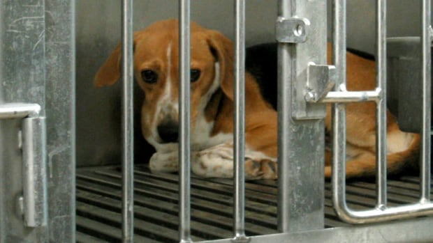 federal-government-adopts-new-strategy-to-reduce-animal-testing