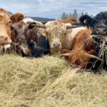 bc.-beef-farmers-say-they’re-caught-in-the-middle-of-a-public-service-strike