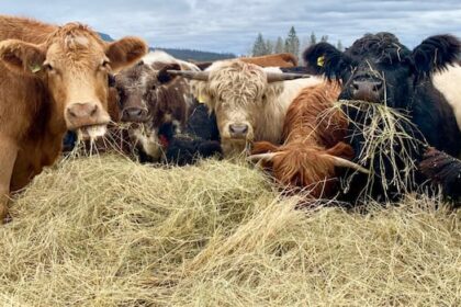 bc.-beef-farmers-say-they’re-caught-in-the-middle-of-a-public-service-strike