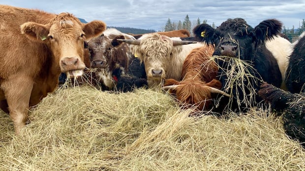 bc.-beef-farmers-say-they’re-caught-in-the-middle-of-a-public-service-strike