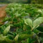 ns.-berry-researchers-aim-to-find-varieties-that-can-withstand-climate-change