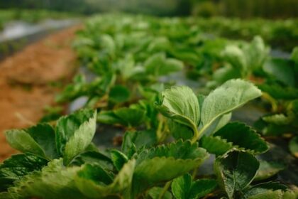 ns.-berry-researchers-aim-to-find-varieties-that-can-withstand-climate-change