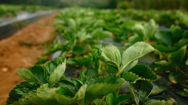 ns.-berry-researchers-aim-to-find-varieties-that-can-withstand-climate-change