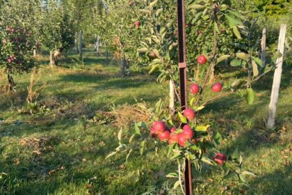 ottawas-dry-summer-may-cause-problems-for-a-popular-fall-pastime