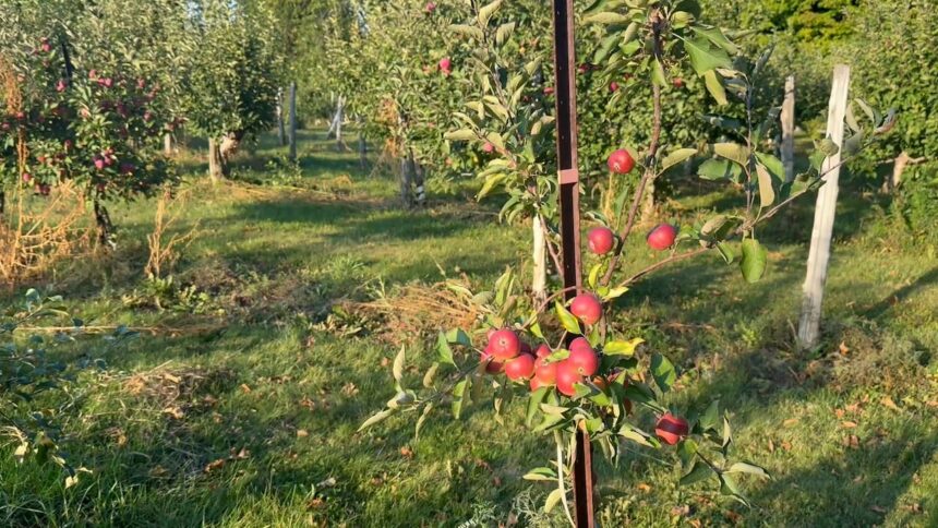 ottawas-dry-summer-may-cause-problems-for-a-popular-fall-pastime