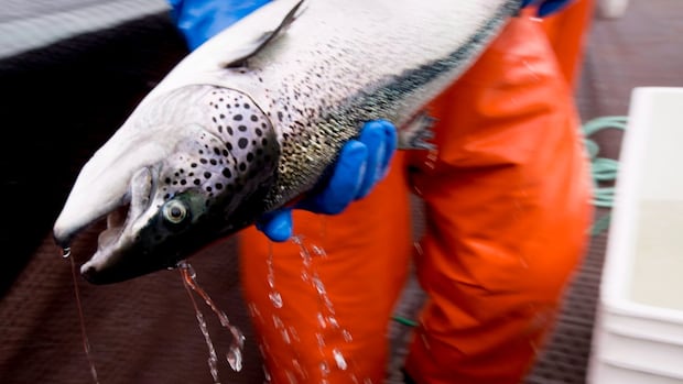 nova-scotia-advocacy-group-takes-aim-at-province’s-bid-to-promote-open-net-fish-farms