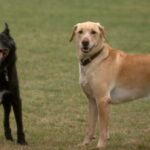 winnipeg-dog-owners-growl-over-plans-to-build-road-through-north-kildonan-park