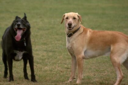 winnipeg-dog-owners-growl-over-plans-to-build-road-through-north-kildonan-park