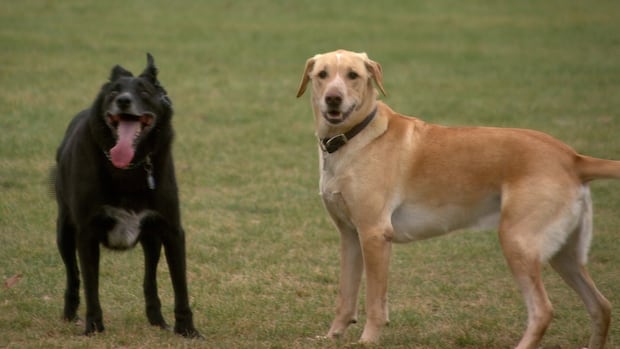 winnipeg-dog-owners-growl-over-plans-to-build-road-through-north-kildonan-park