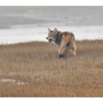 reports-of-wolves-in-marys-harbour,-labrador;-residents-asked-to-take-precautions