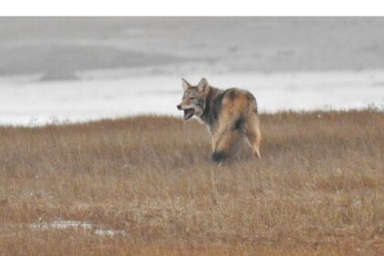reports-of-wolves-in-marys-harbour,-labrador;-residents-asked-to-take-precautions