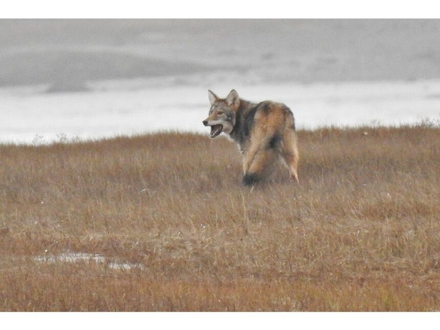 reports-of-wolves-in-marys-harbour,-labrador;-residents-asked-to-take-precautions