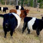bc.-meat-inspectors-designated-as-essential-workers-after-service-disruptions-amid-bcgeu-strike