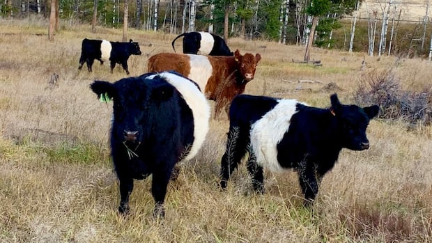 bc.-meat-inspectors-designated-as-essential-workers-after-service-disruptions-amid-bcgeu-strike