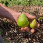 how-nova-scotia-fruit-growers-are-grappling-with-lingering-drought-conditions