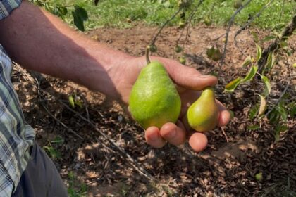 how-nova-scotia-fruit-growers-are-grappling-with-lingering-drought-conditions