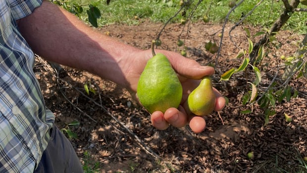 how-nova-scotia-fruit-growers-are-grappling-with-lingering-drought-conditions