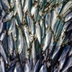 dfo-increases-herring-quota-midseason-for-sw-nova-scotia/bay-of-fundy-fishery