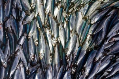 dfo-increases-herring-quota-midseason-for-sw-nova-scotia/bay-of-fundy-fishery